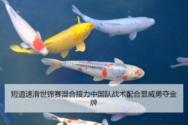 短道速滑世锦赛混合接力中国队战术配合显威勇夺金牌